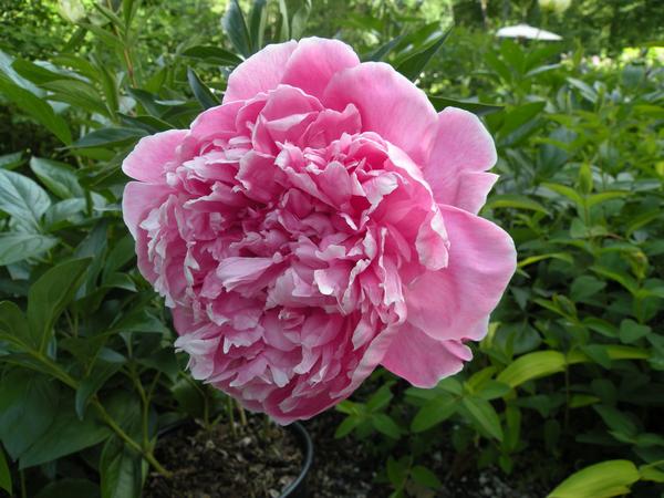 Paeonia lactiflora 'Koningin Wilhelmina'